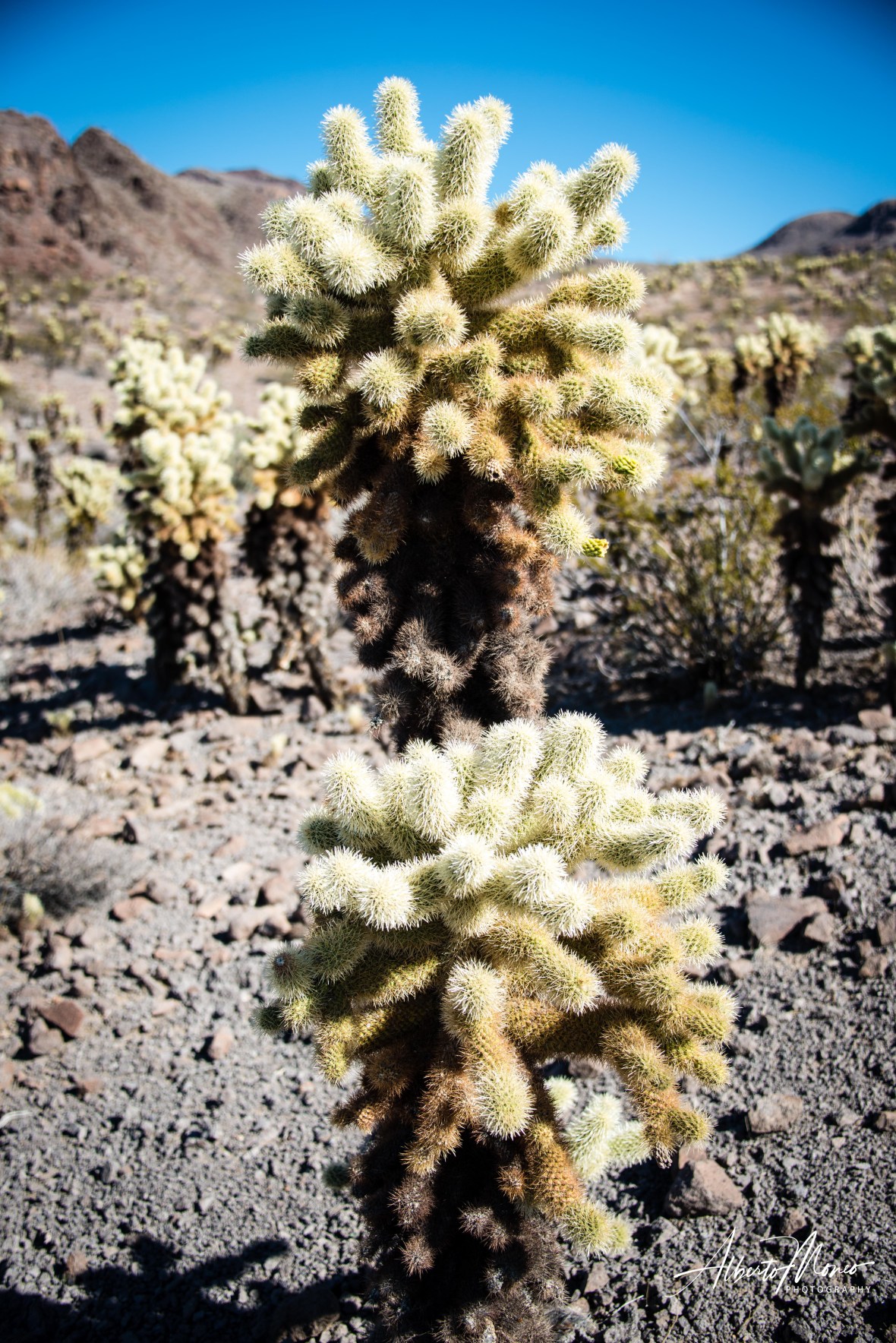 20181115-AMM_0777 copy